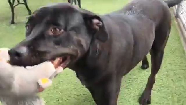 Kennel 9 , ID#A089252, 4 yr old female Lab/Pit смотреть онлайн