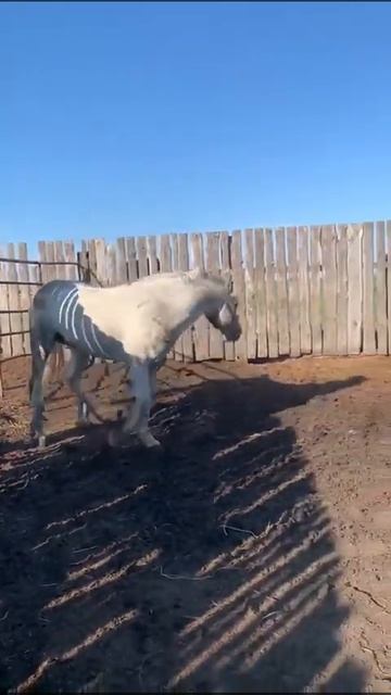 Орловский рысак смотреть онлайн