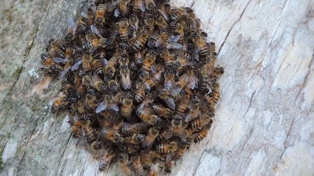 Bees смотреть онлайн