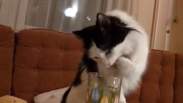 Кошка ищет семью смотреть онлайн