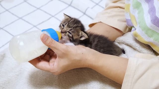 子猫達がママの指吸いしちゃいます。お兄ちゃん達もまだまだちびちゃんだから甘えたいんです【赤ちゃん猫　保護猫】 смотреть онлайн