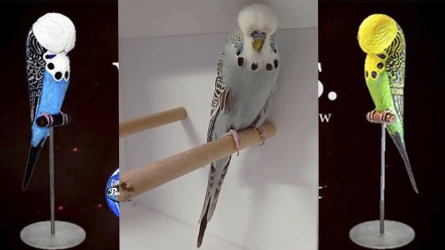 World Online Budgie Show Inscription 17 WOBS Budgie Planet 2021