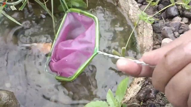 Mancing ikan koi slayer, ikan mas koki, ikan cupang, ikan hias, ikan lele, ikan lemon, ikan komet, смотреть онлайн