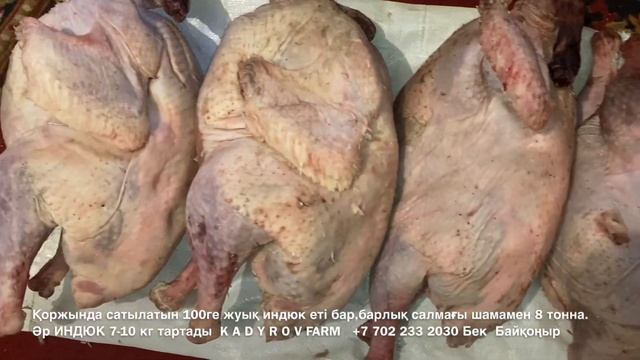 Қоржында сатылатын 100ге жуық ИНДЮК еті бар,барлық салмағы шамамен 8 тонна. Әр ИНДЮК 7-10 кг тартад смотреть онлайн
