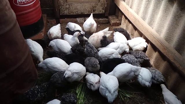 выращивание бролеров смотреть онлайн