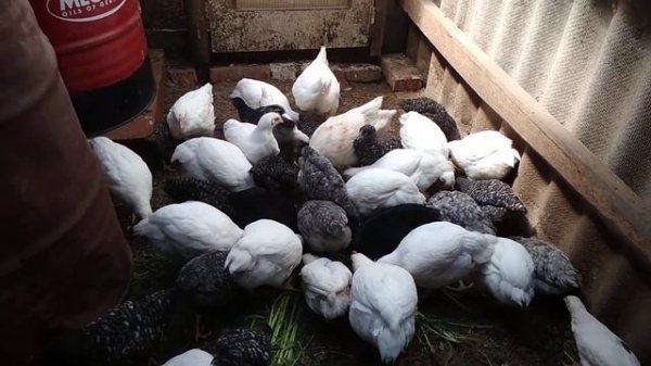 выращивание бролеров