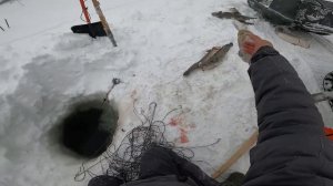 (25). Рыбалка. Налим. 08.12.2021