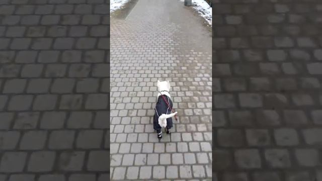 Мой космический лунтик , мой боб , смотреть онлайн