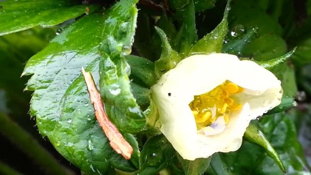 Клубника в начале июня