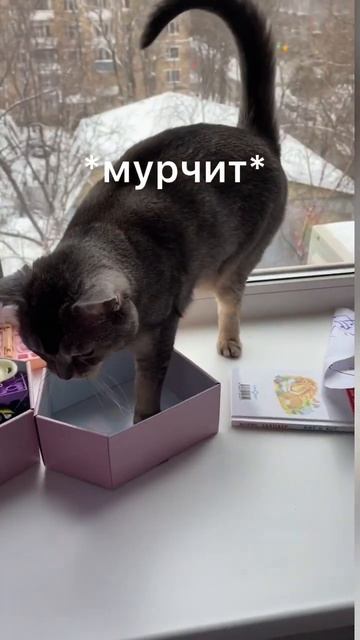 Котик без лапки VS маленькая коробка смотреть онлайн