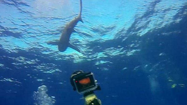 Blue Waves Safari, Rotes Meer/Südtour: Shaab Marsa Alam, Elphinstone