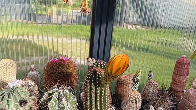 Мои новые кактусы.Цветущие колючки. смотреть онлайн
