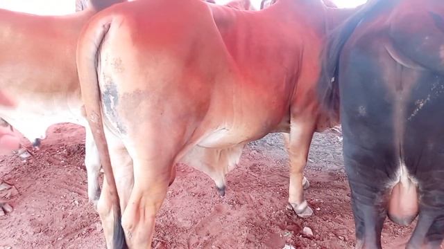 Farm Kay Janwar|Live weight Rupees 600 to 695 KG Main Khareeday|Taimoor saddique Cattle Farm Multan смотреть онлайн