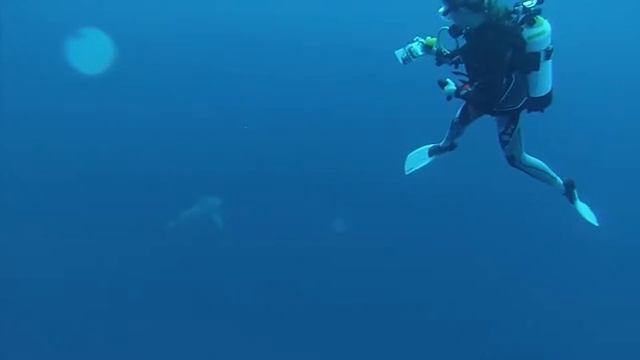 Bull Shark Dive смотреть онлайн