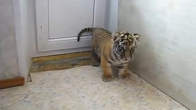 Табасаранская собачка смотреть онлайн