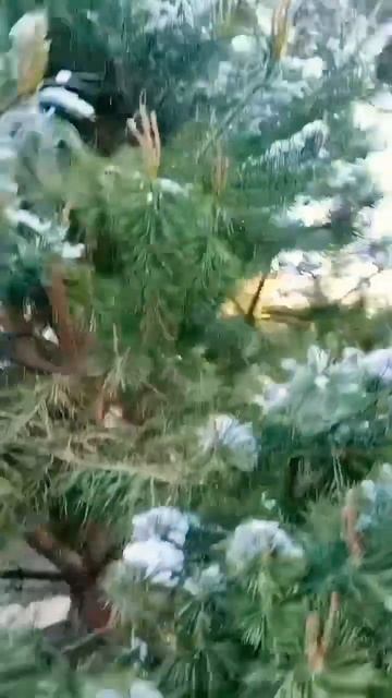 Люблю зиму в начале мая, А так хотелось бы тепла. Цветёт сирень, снежочек тает Киргизия, Чолпон-Ата смотреть онлайн