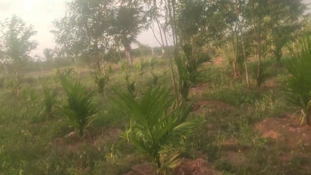 Land for sale. Hiriyur nearly NH4 9 k.m. 4 acre 35 lacks for acre negotiable ph.9731251152 смотреть онлайн