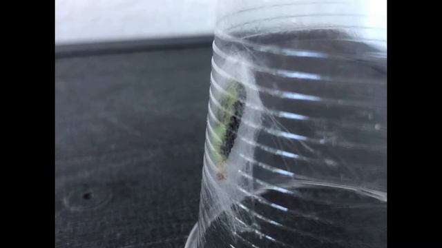 La Metamorfosi Di Una Farfalla (falena)