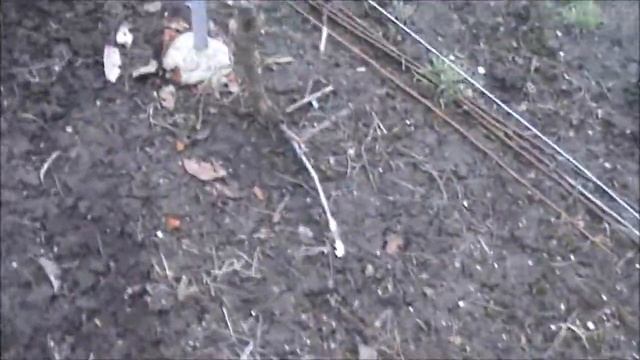 Виноград не раскрываем Ждем! смотреть онлайн