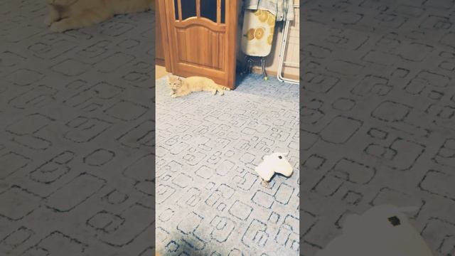 Кому не спится)))на ночь глядя... смотреть онлайн