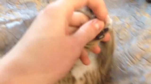 Котенок по имени Кекс смотреть онлайн