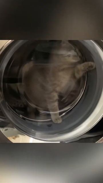 Котенок решил улететь в космос 😂😂😂 #котик#летит#в#космос#дети#ухожу#красиво #gaming#games#shorts смотреть онлайн