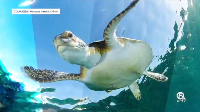 Jupiter ranked in the top 10 best places to dive смотреть онлайн
