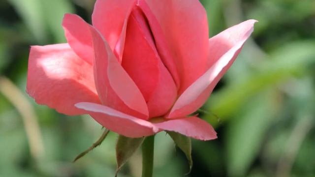 Созвездие радости и печали