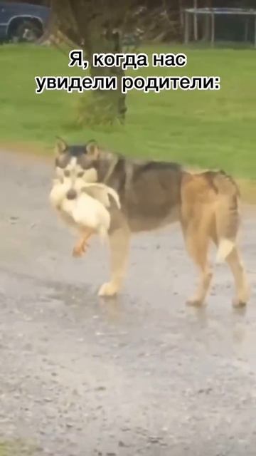 А то нажалуется! #Нушо #Топ #Юмор #Толяныч #Рек смотреть онлайн