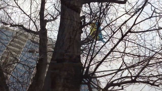 Сожжение Януковича У Посольства РФ В Одессе смотреть онлайн