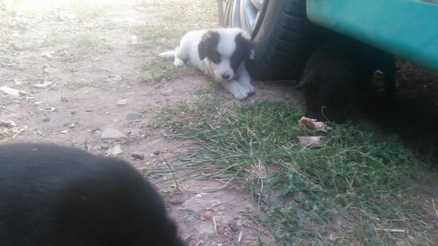 Щенячий патруль. Супер щенки отдыхают VID_20241004_164923