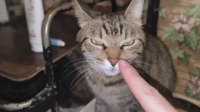 Кошка запрыгнула на стульчик смотреть онлайн