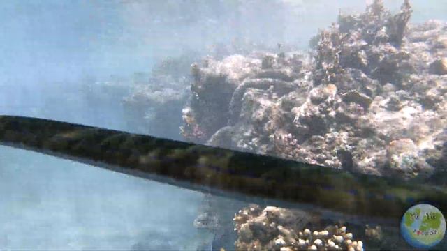 12 - Snurkowanie, rybek podziwianie. Brayka Bay Resort. Morze Czerwone, Marsa Alam, Egipt. [4K] смотреть онлайн