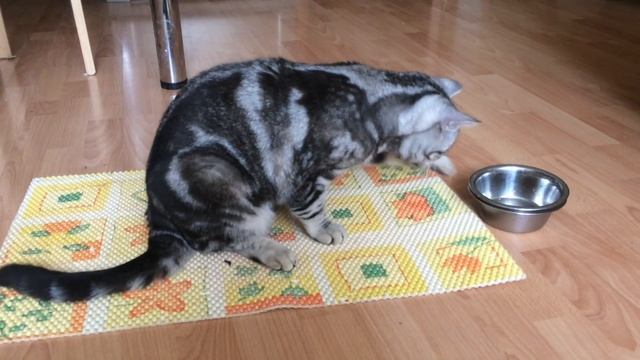 ПРАНК НАД КОТОМ и новая игрушка! смотреть онлайн