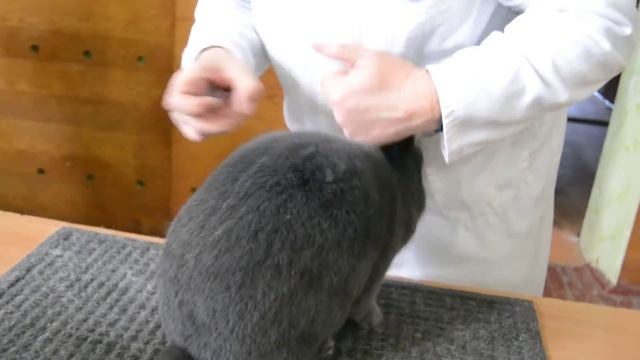 Виставка Ужгород 13.01.18 Оцінка кролика Віденський блакитний смотреть онлайн