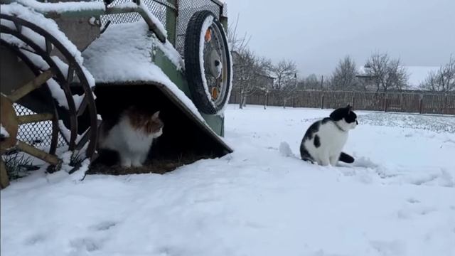 24 ЧАСА ЛЕПИМ СНЕГОВИКА С КОТАМИ⛄
(А НУ КА ДАВАЙ КА