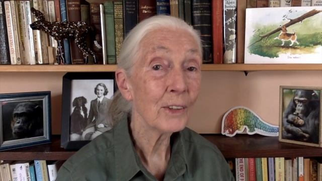 Dr. Jane Goodall's Message for World Rangers Day смотреть онлайн