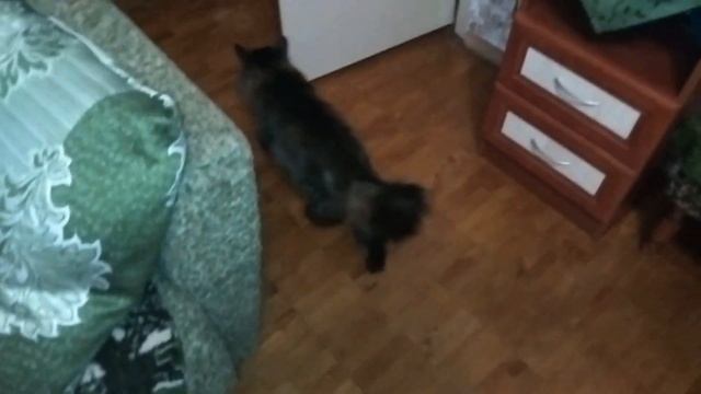 Кот Марс. Притащился ночью ради жрачки.