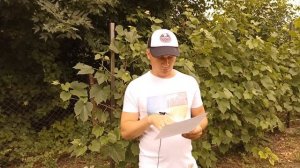 Хмельная Санта Барбара!Американский хмель!COMET и ENIGMA!