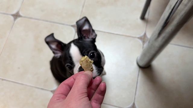 И ТАК КАЖДЫЙ РАЗ... Тайсон попрошайка собака Бостон терьер смешные животные смотреть онлайн