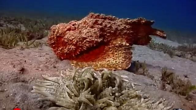 Marsa Alam - Egypte - Brayka Bay - Traveljunkies.nl смотреть онлайн