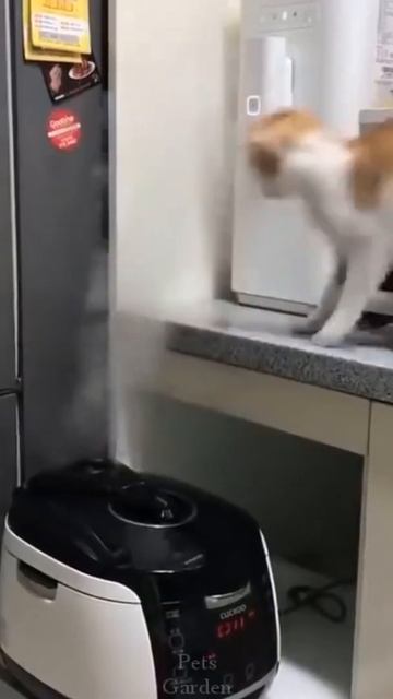 Very Funny Cat Shocked by Toaster 2021 #shorts смотреть онлайн