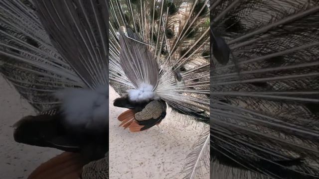 Грациозный павлин в парке "Лога" в Ростовской области 🦚🦚🦚#вертикальноевидео #павлин #паркЛога смотреть онлайн