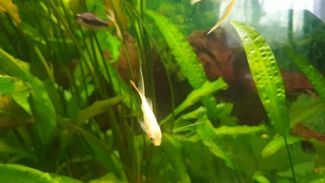 золотая рыбка комета смотреть онлайн