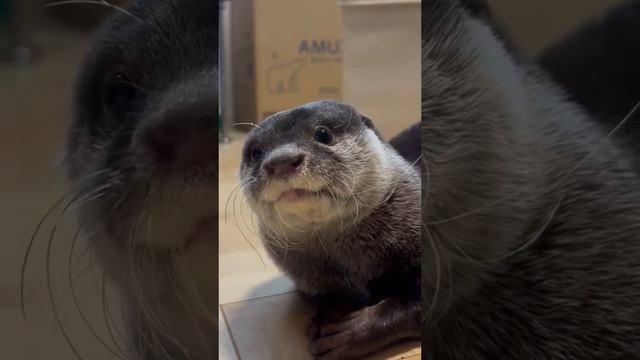 Выдра смотреть онлайн