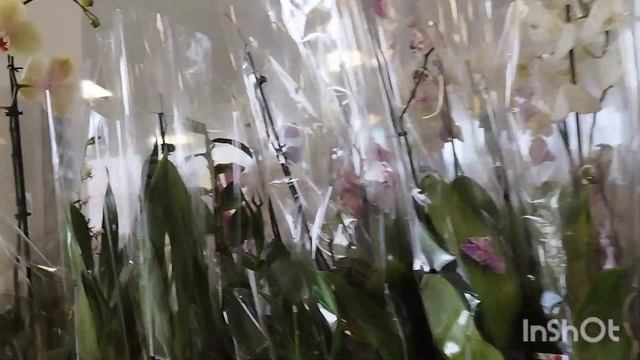 Небольшой завоз к 1сентября орхидей Планета Лето 30 08 2023