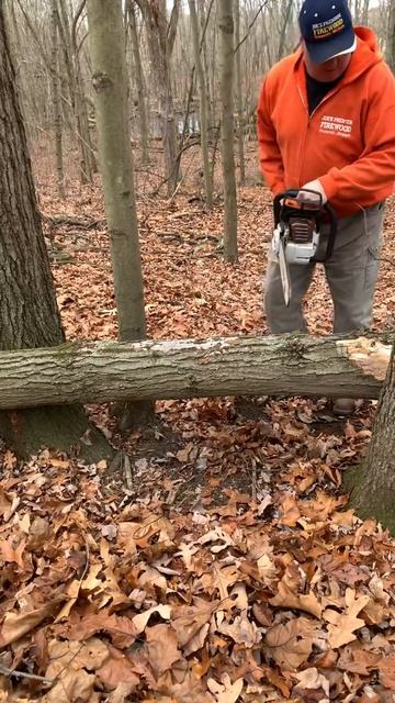 FIREWOOD | Is this chainsaw chain sharp? #Shorts смотреть онлайн
