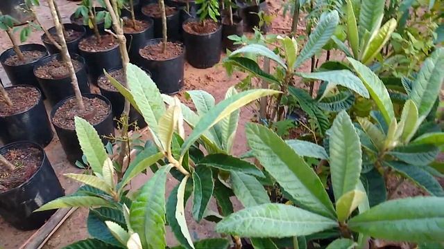 ameixa amarela nespera de enxerto (eriobotrya japonica) a venda em Niterói RJ смотреть онлайн