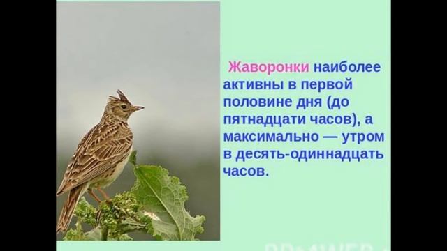 Жаворонок 1 смотреть онлайн