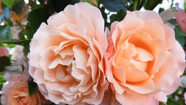 Я в восторге! Безумно Вдохновляющая и Бесконечно Красивая Музыка для души! Сергей Грищук